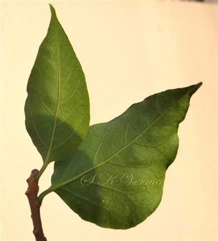  Leaves-Abaxial view